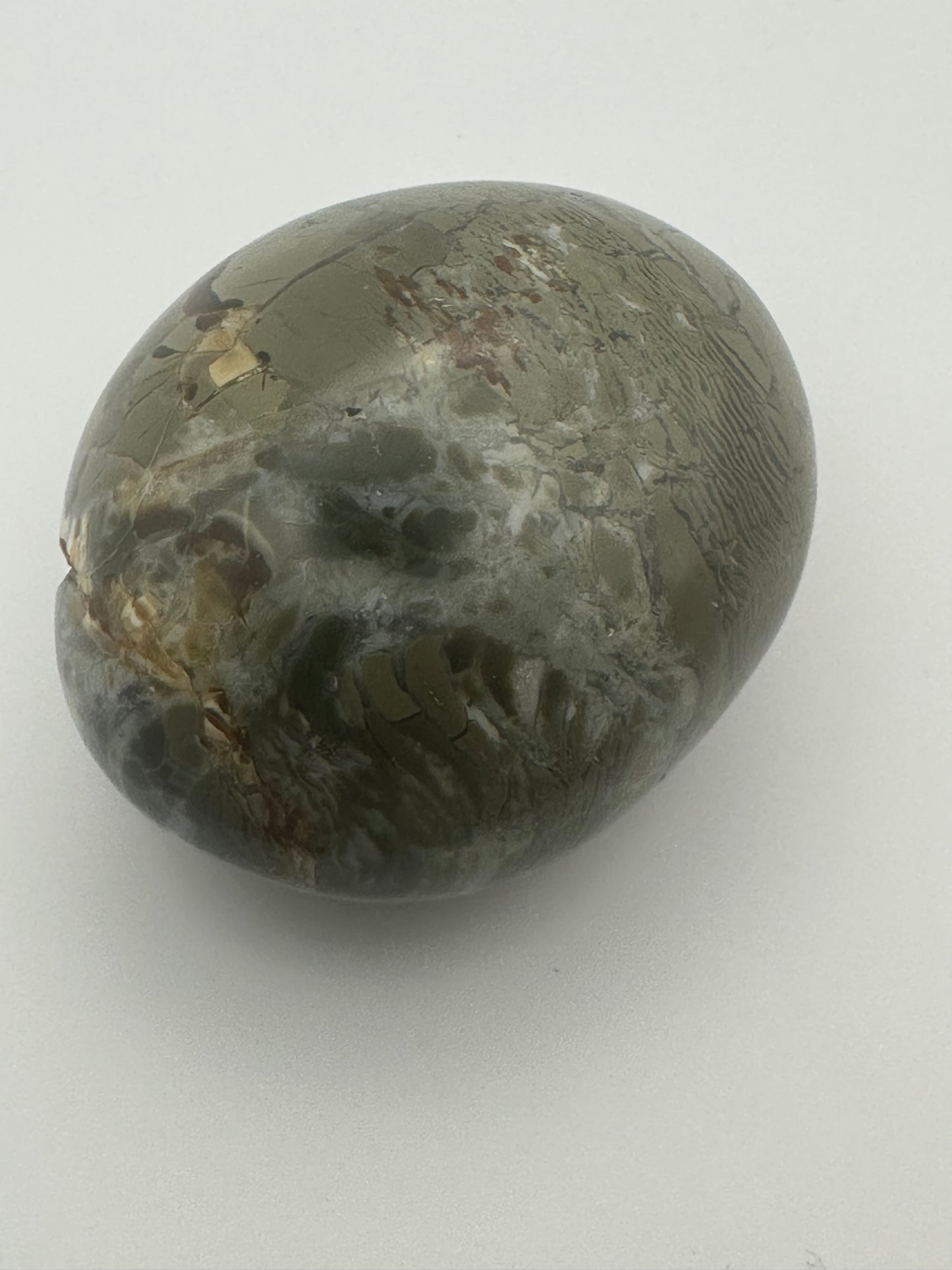 Large Septarian Palm