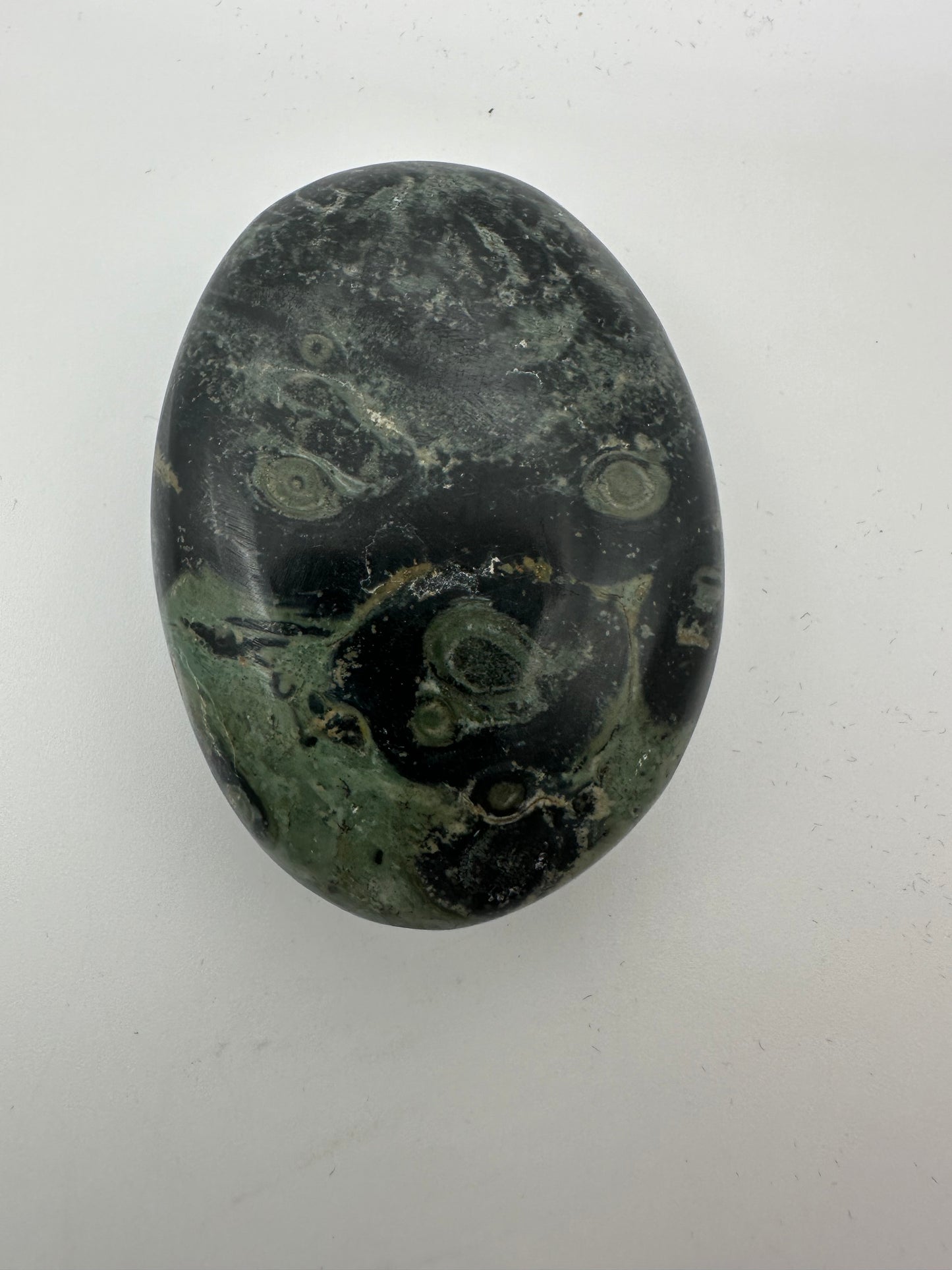 Kambaba Jasper Palm